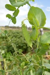 Snow peas